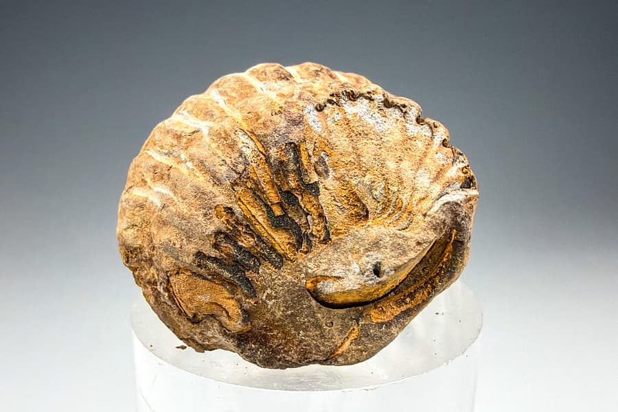 Flexi Calymene Trilobit